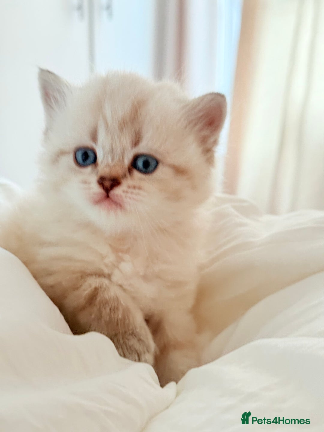 Scottish Fold cats for sale: Half Scottish half British short hair  in London - Image 29
