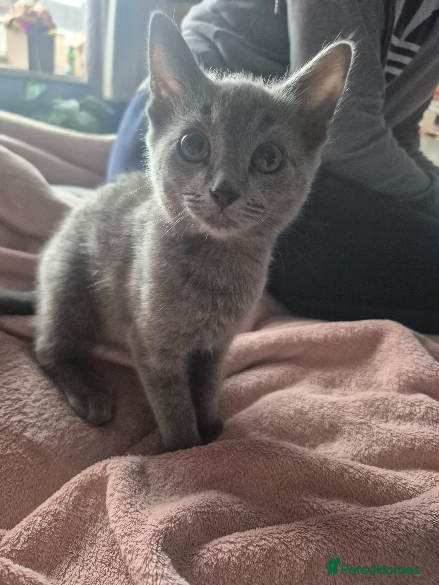 Mixed Breed cats Ragdoll cross kittens - Advert 1