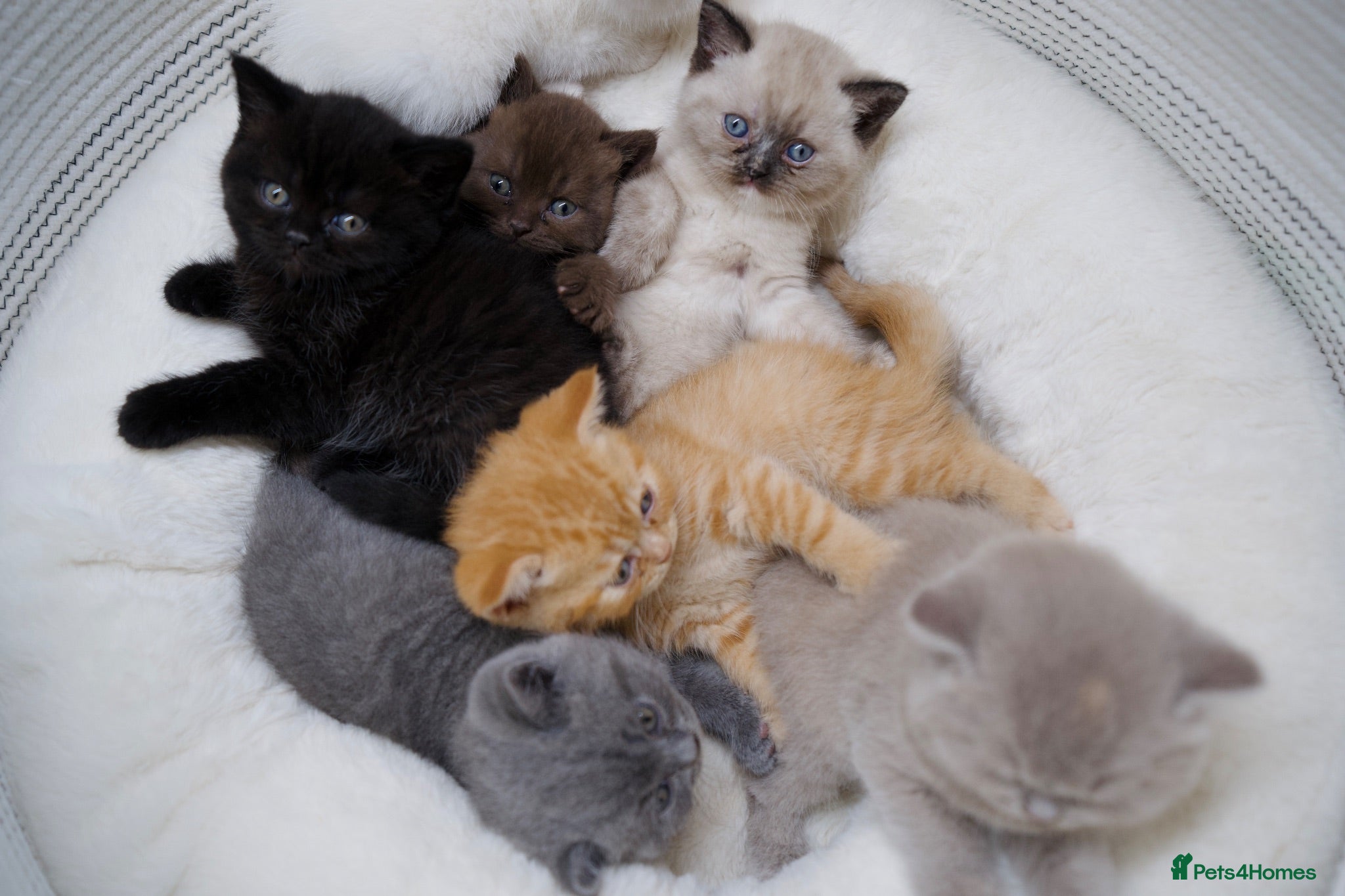 British Shorthair cats 🌟GCCF BSH Kittens Beautiful Variety of Colours 🌟 - Advert 1
