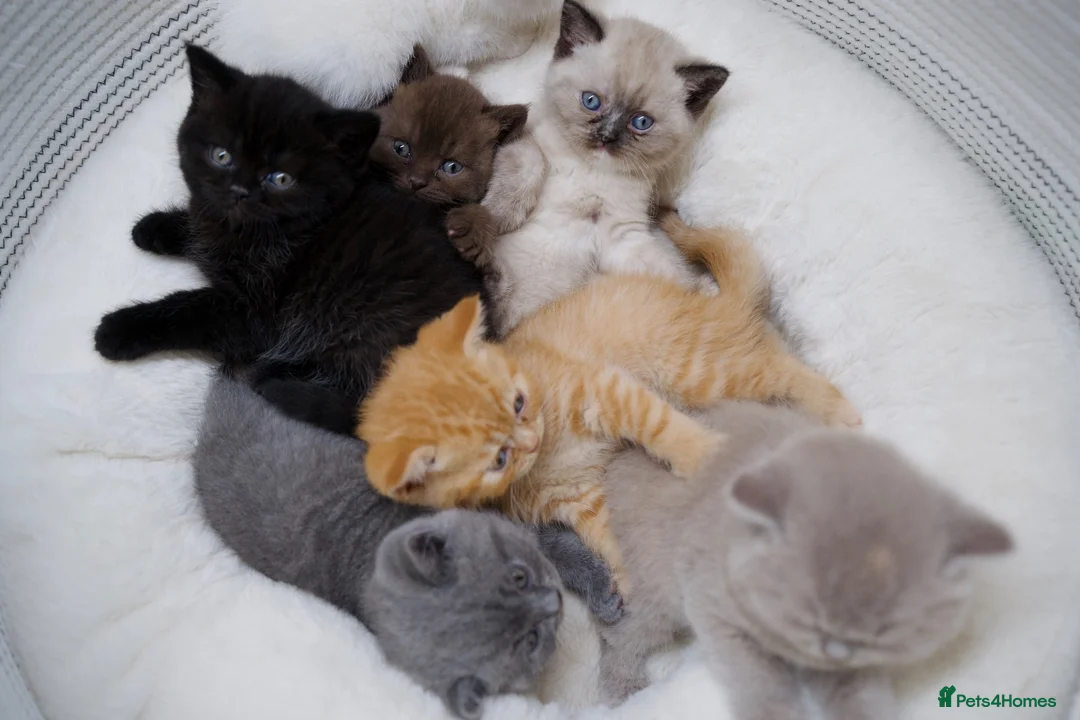 British Shorthair cats for sale: 🌟GCCF BSH Kittens Beautiful Variety of Colours 🌟 - Advert 1