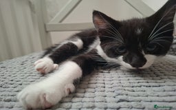Mixed Breed cats for sale: Female kitten looking for new home - Image 2