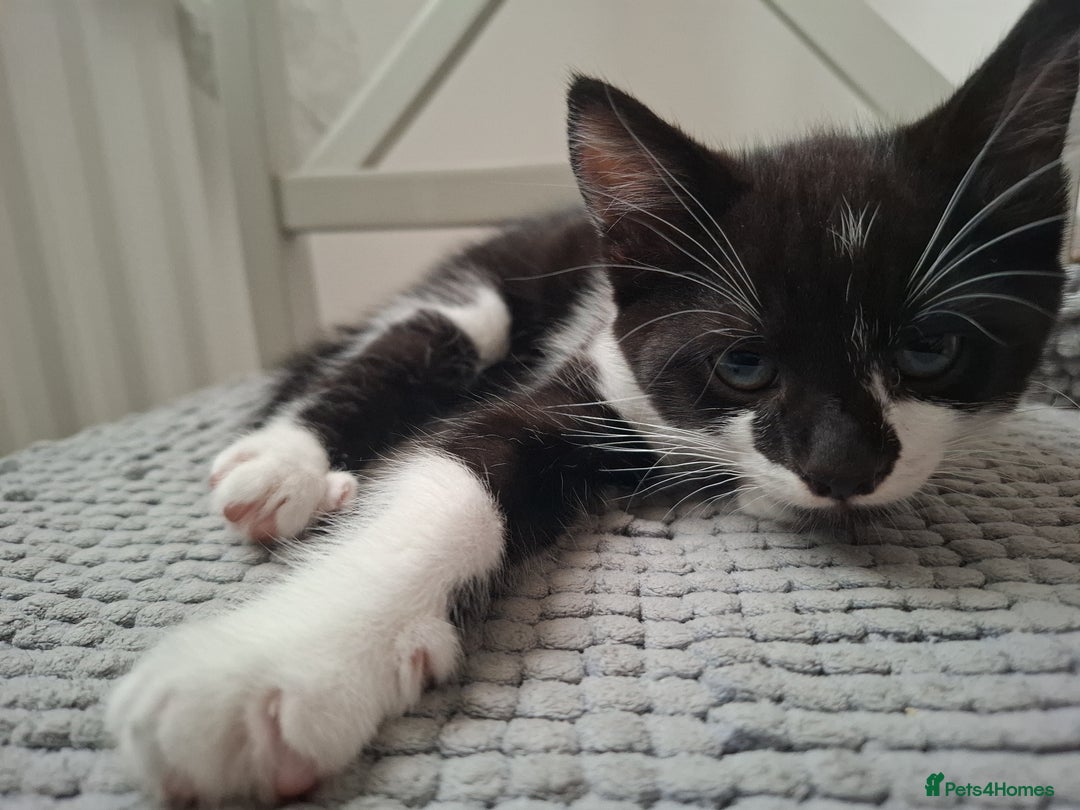 Mixed Breed cats for sale: Female kitten looking for new home - Image 2