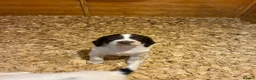 English Springer Spaniel dogs for sale: Chunky English Springer Spaniel Pups  - Advert 7