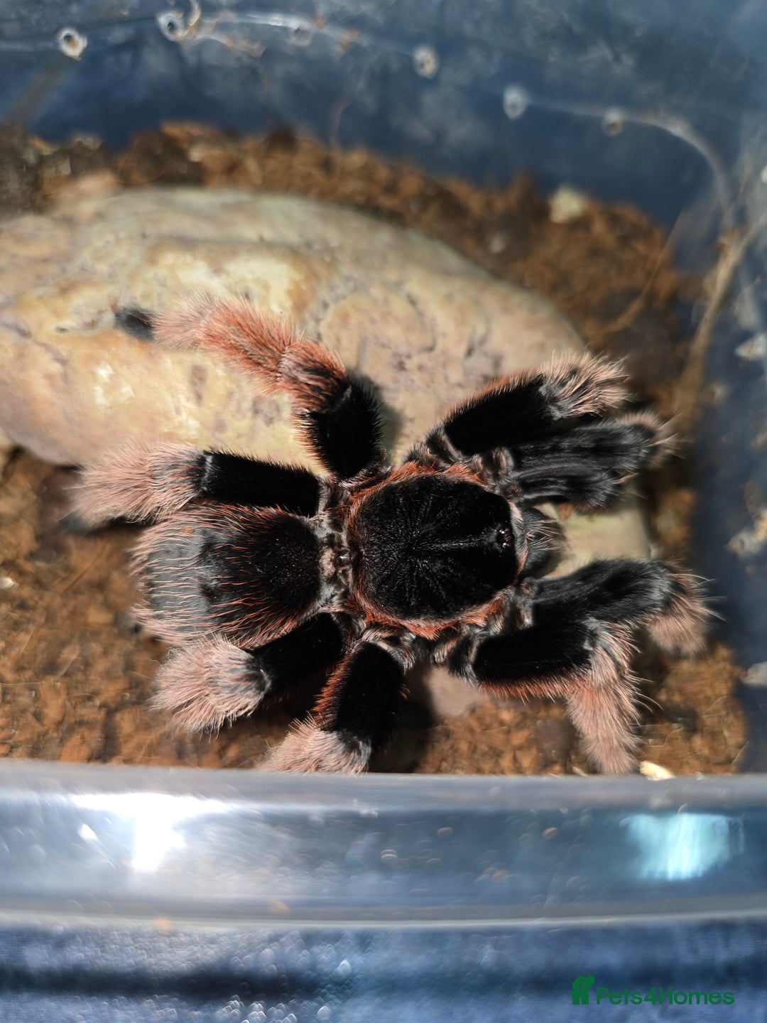 Tarantulas invertebrates for sale: Tarantulas - Advert 1