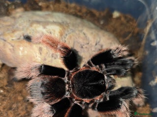 Tarantulas invertebrates Tarantulas - Advert 1