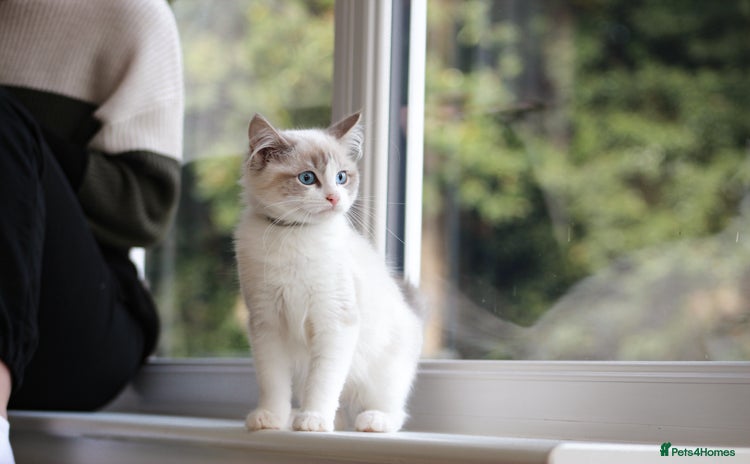 Ragdoll cats - Advert 13