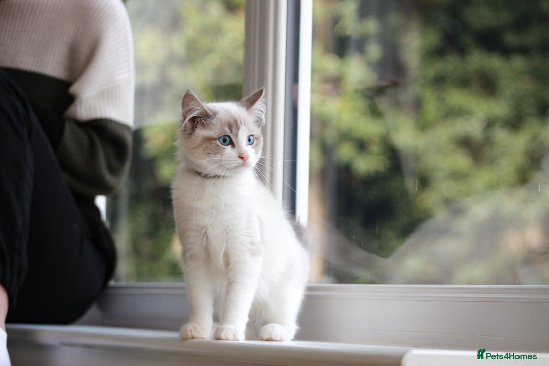 Ragdoll cats for sale: Beautiful Loving Ragdoll Kitten - Lola 🐾🩷 - Image 1