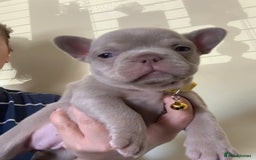 French Bulldog dogs for sale: LAST Girl KC  French Buldog in Crewe - Image 13