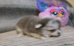 Pomeranian dogs for sale: Rare miniature Teddy face pomeranian puppies  - Image 26
