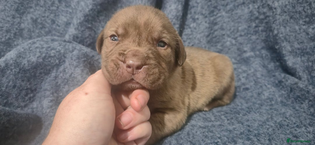 Mixed Breed dogs for sale: Outstanding Mastiff Puppies looking for homes  - Advert 10