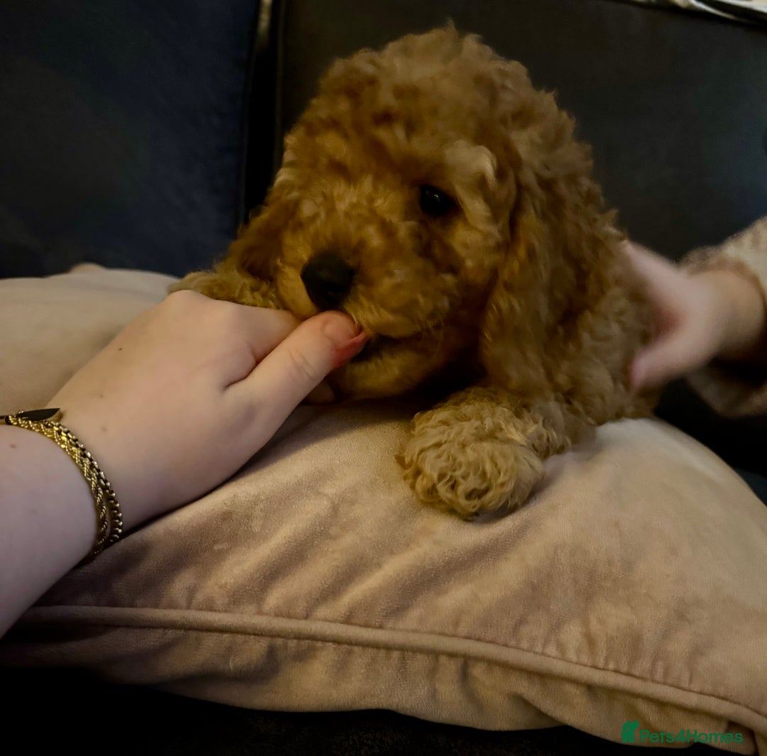 Cockapoo dogs for sale: Beautiful cockapoos  - Advert 7