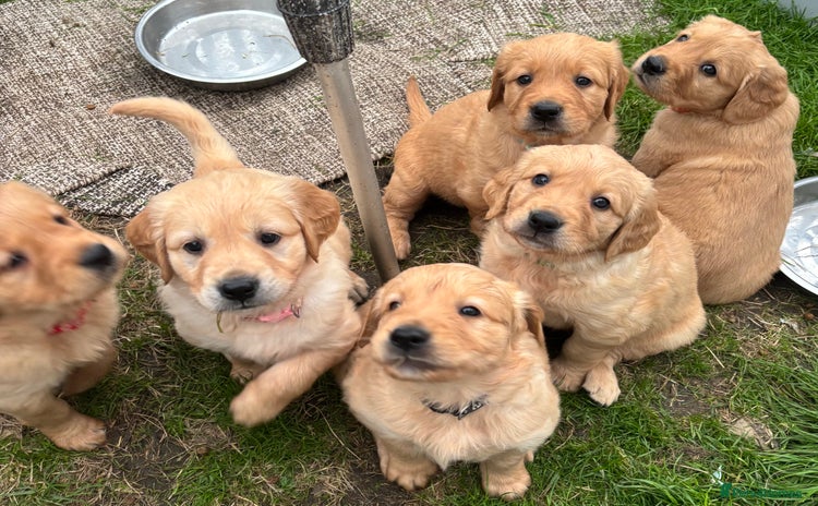 Golden Retriever dogs - Advert 3