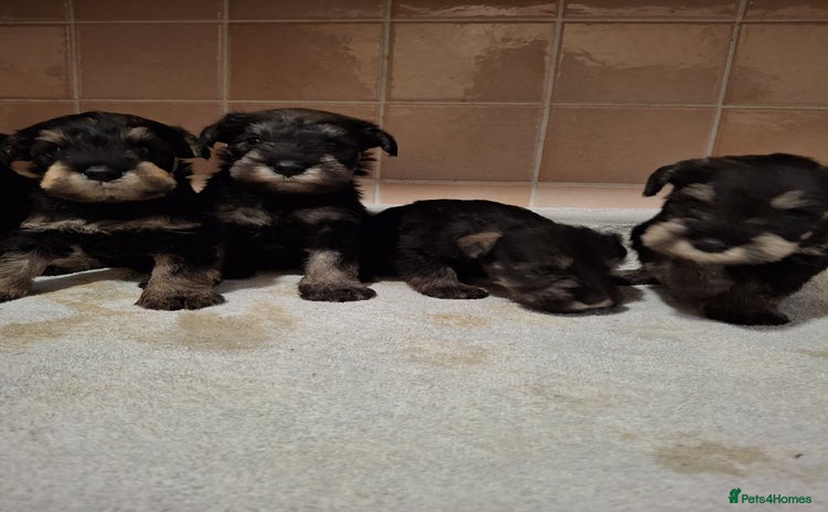 Miniature Schnauzer dogs - Advert 1