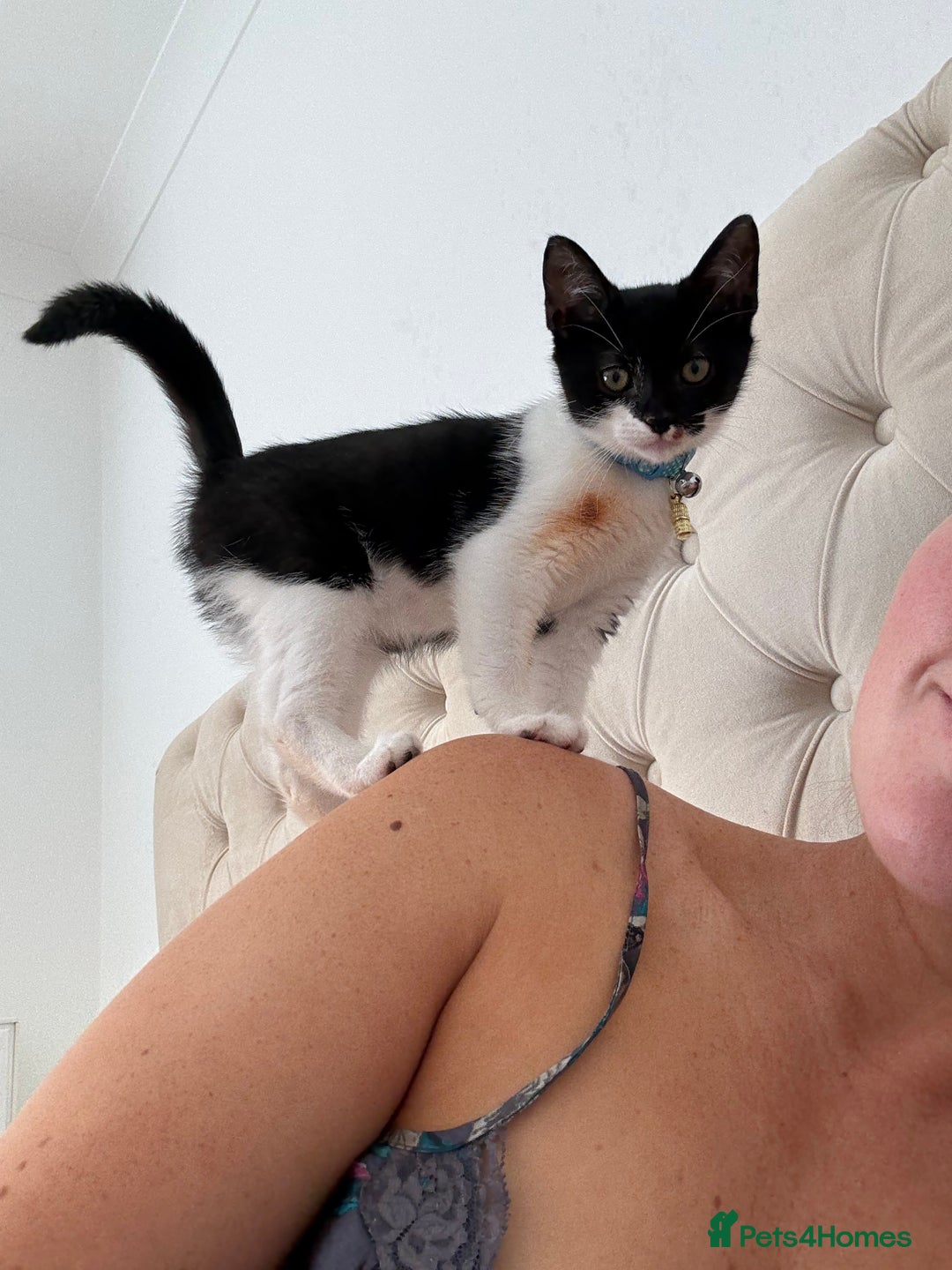 British Shorthair cats for sale: Very affectionate boy  - Image 2