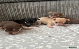 Chihuahua dogs for sale: Chihuahua Puppies Looking for Their Forever Homes - Image 3