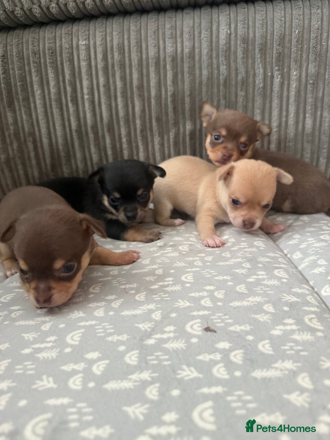 Chihuahua dogs for sale: Chihuahua Puppies Looking for Their Forever Homes - Image 3