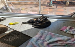 Mixed Breed cats for sale: 4 beautiful moggie girls  - Image 17