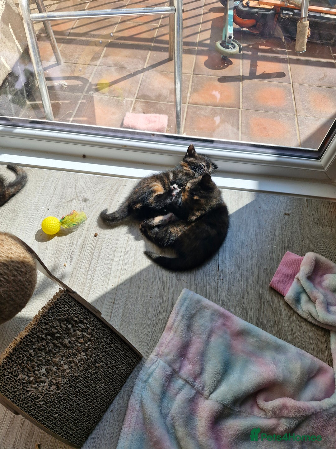 Mixed Breed cats for sale: 4 beautiful moggie girls  - Image 17