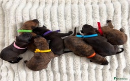 Mixed Breed dogs for sale: Pharaoh hound x whippet puppies  - Image 1