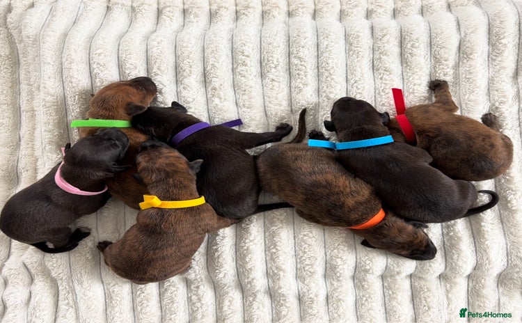 Mixed Breed dogs - Advert 11