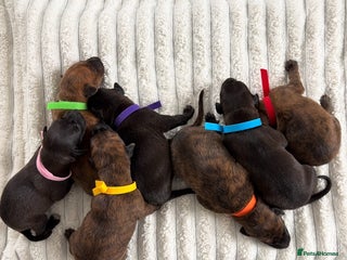 Mixed Breed dogs - Advert 1