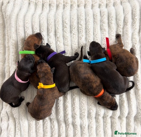 Mixed Breed dogs - Advert 1