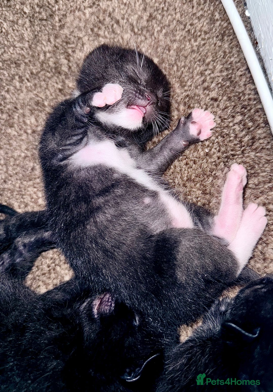Mixed Breed cats for sale: 5 kittens for sale  - Image 3