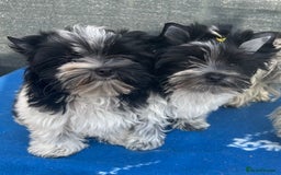 Mixed Breed dogs for sale: Biewer Terrier 2 boys , parents DNA tested. - Image 1