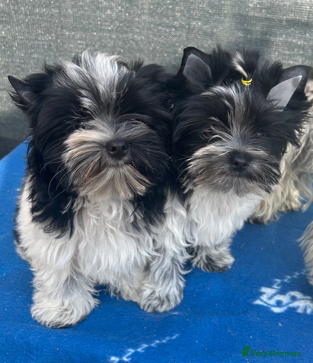 Mixed Breed dogs for sale: Biewer Terrier 2 boys , parents DNA tested. - Image 1