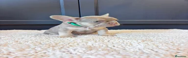 French Bulldog 4