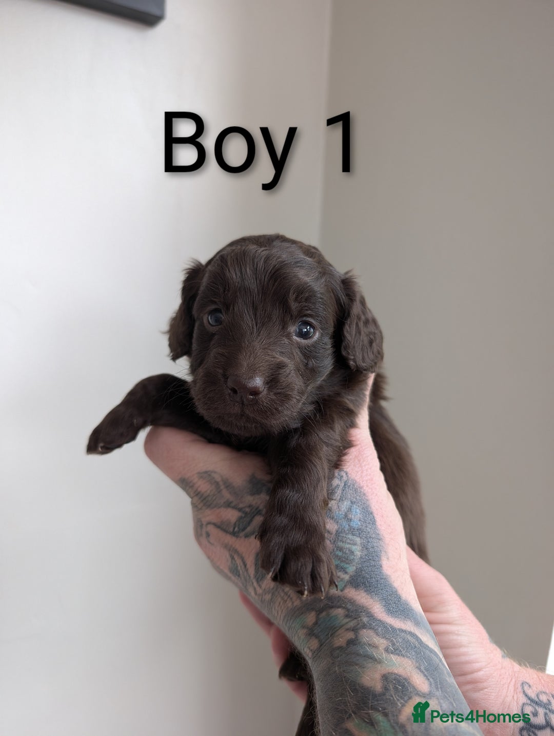 Cockapoo dogs for sale: Toy cocker poo f2 pups - Image 2
