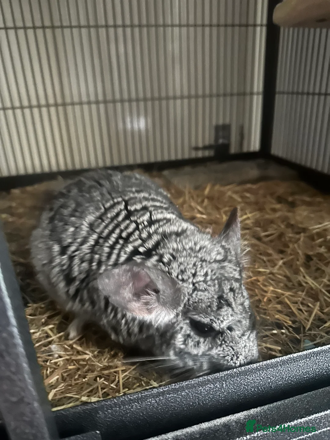 Chinchilla rodents for sale: Chinchillas for sale (READ DESCRIPTION!) in Paisley - Advert 1