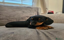 Miniature Dachshund dogs for sale: Miniature Daschund 1XBOY - Advert 3