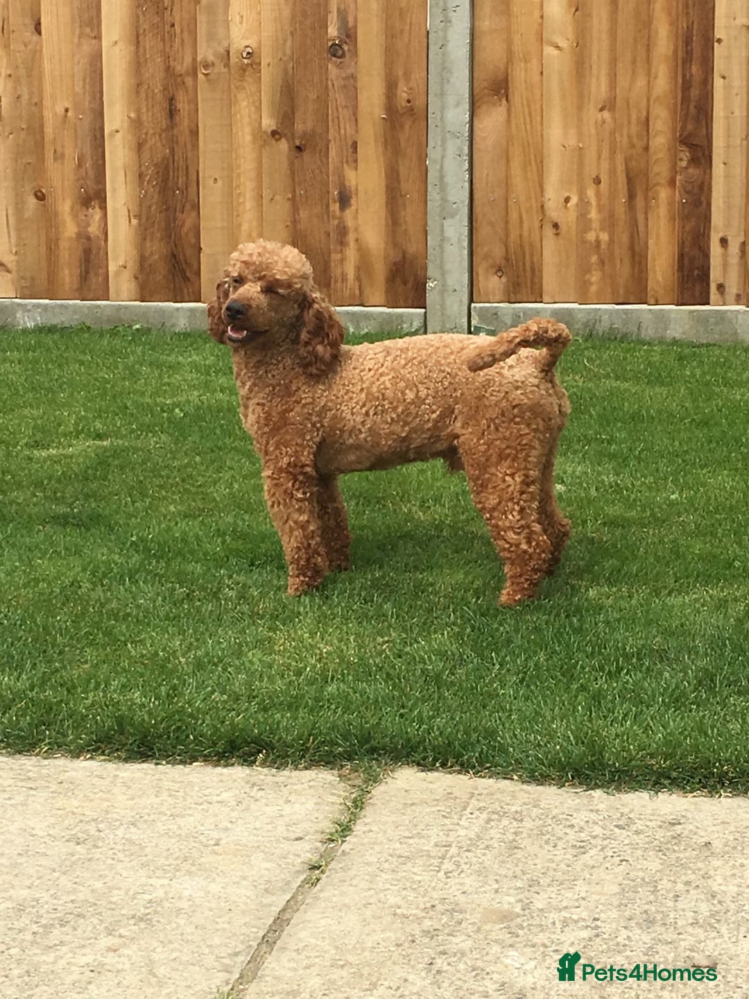 Cavapoo dogs for sale: F1A Cavapoos - Advert 31