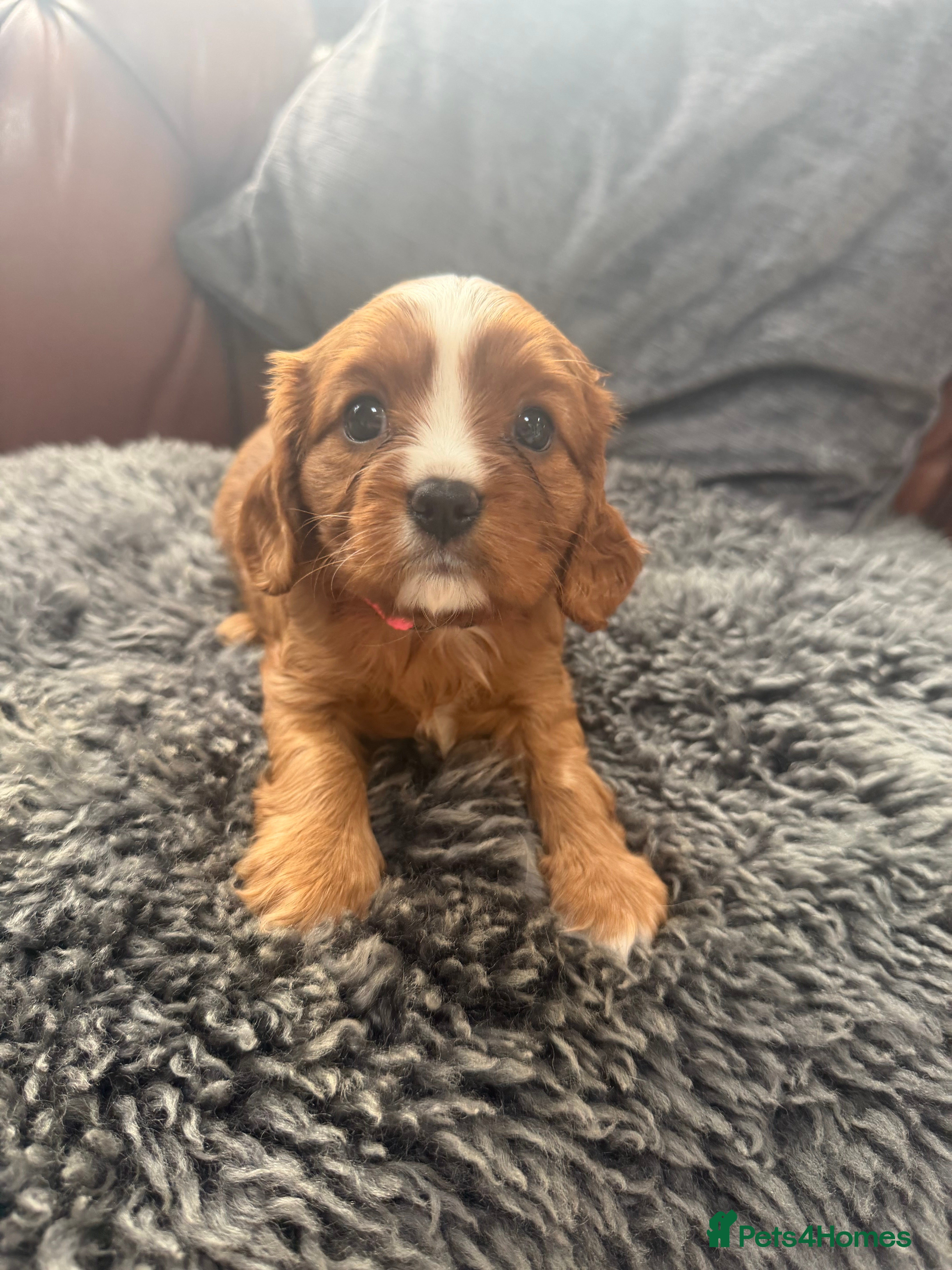 Cavalier King Charles Spaniel dogs King Charles cavalier puppies  - Advert 2