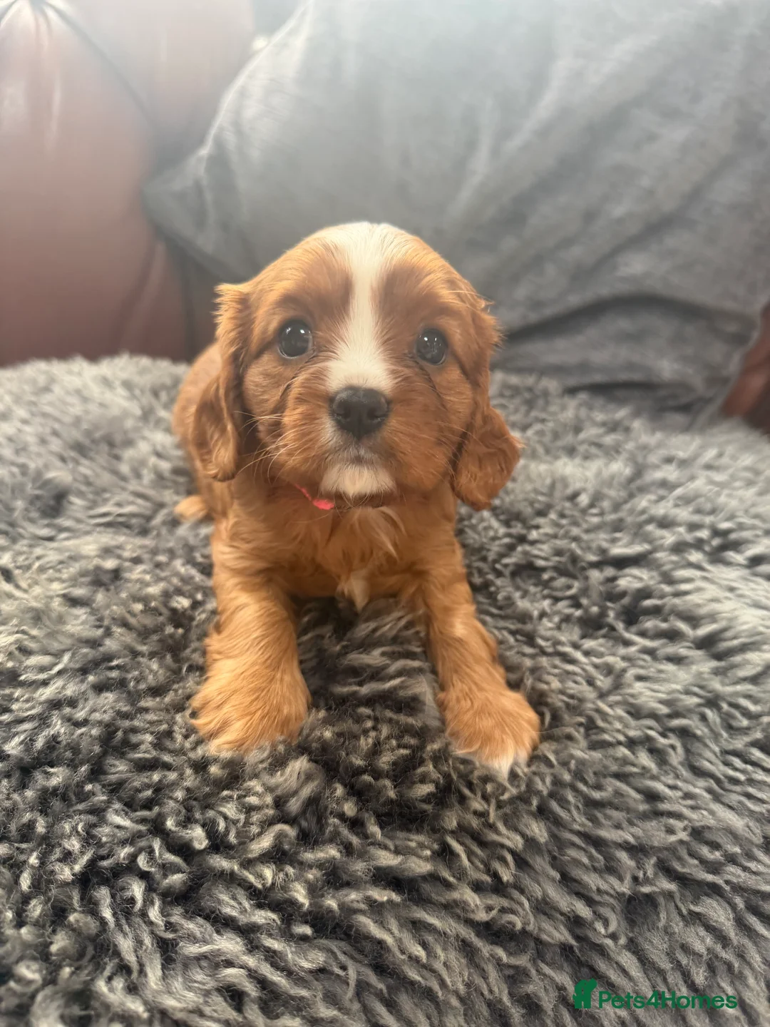 Cavalier King Charles Spaniel dogs for sale: King Charles cavalier puppies  - Advert 2