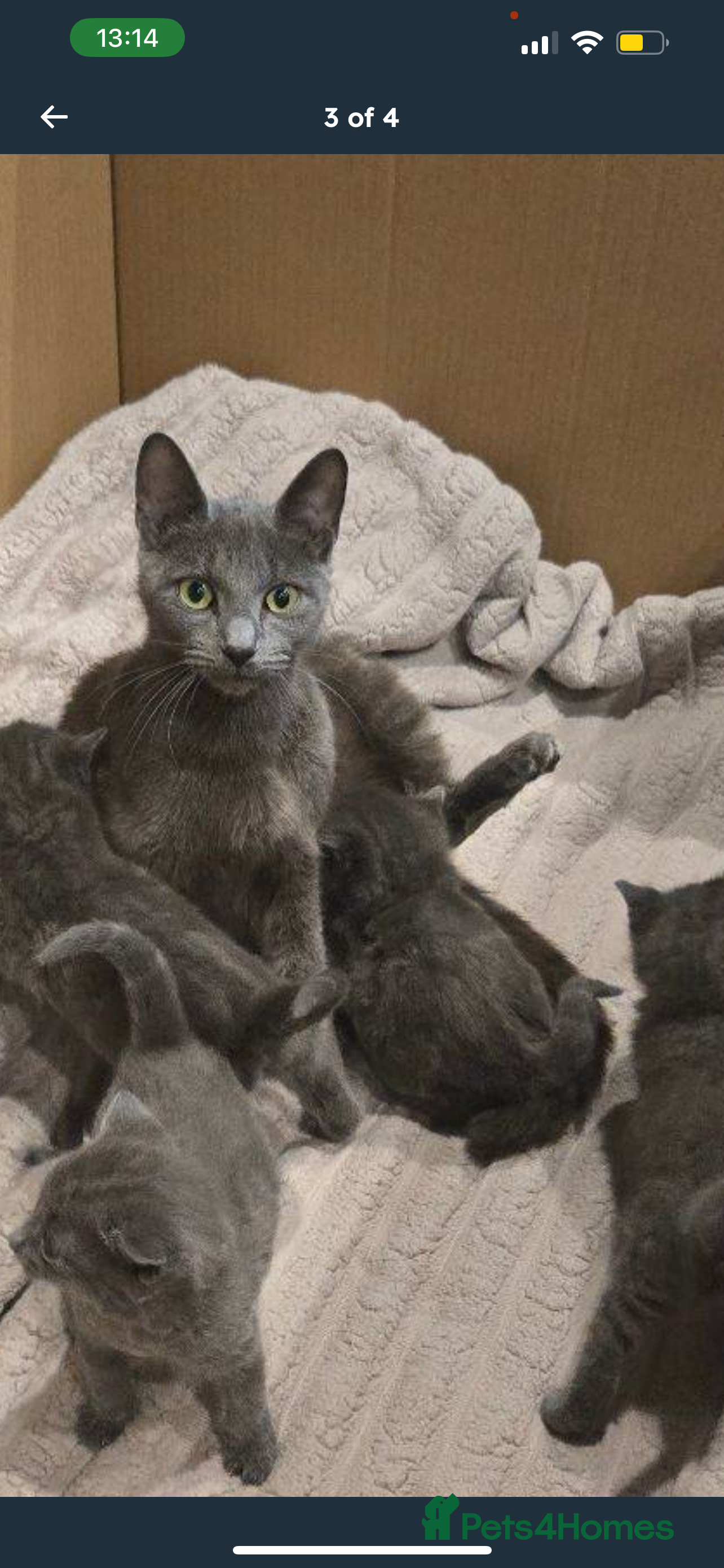 Mixed Breed cats Mix breed Siamese/British short hair kitten - Advert 1