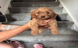 Mixed Breed dogs for sale: 3 Puppies Available Cavapoo / Cockapoo puppies  - Image 14