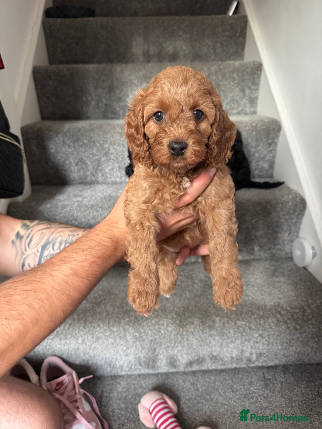 Mixed Breed dogs for sale: 3 Puppies Available Cavapoo / Cockapoo puppies  - Image 14