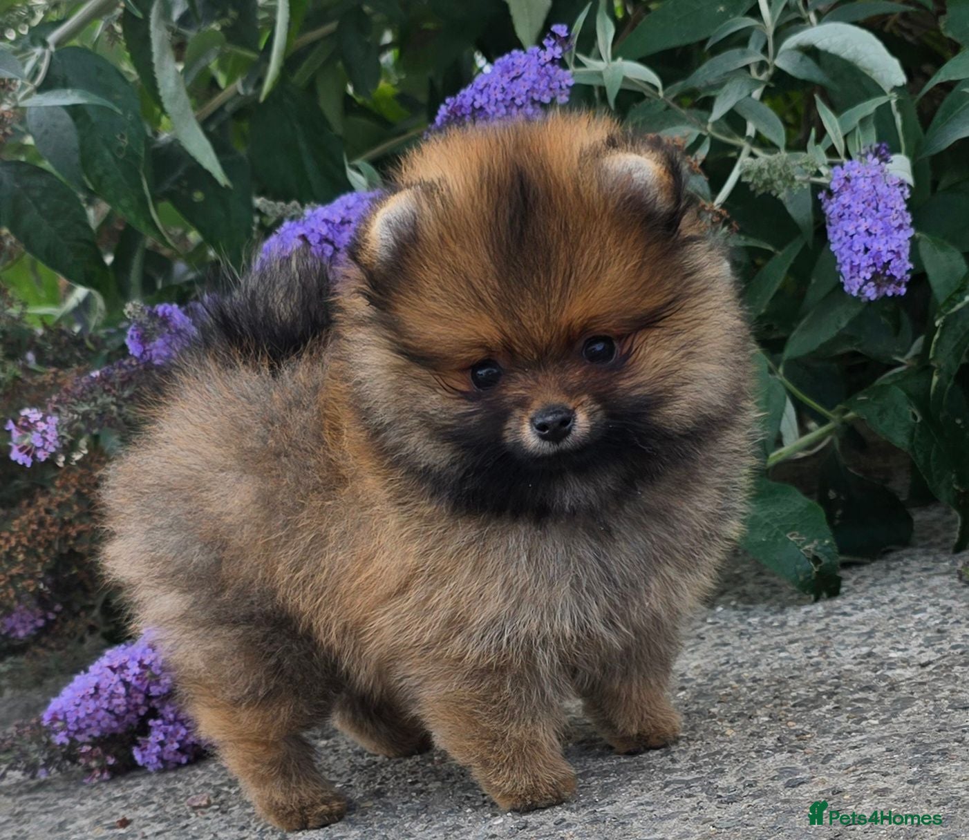 Pomeranian dogs *Beautiful dna clear pedegree boy pomeranian* - Advert 1