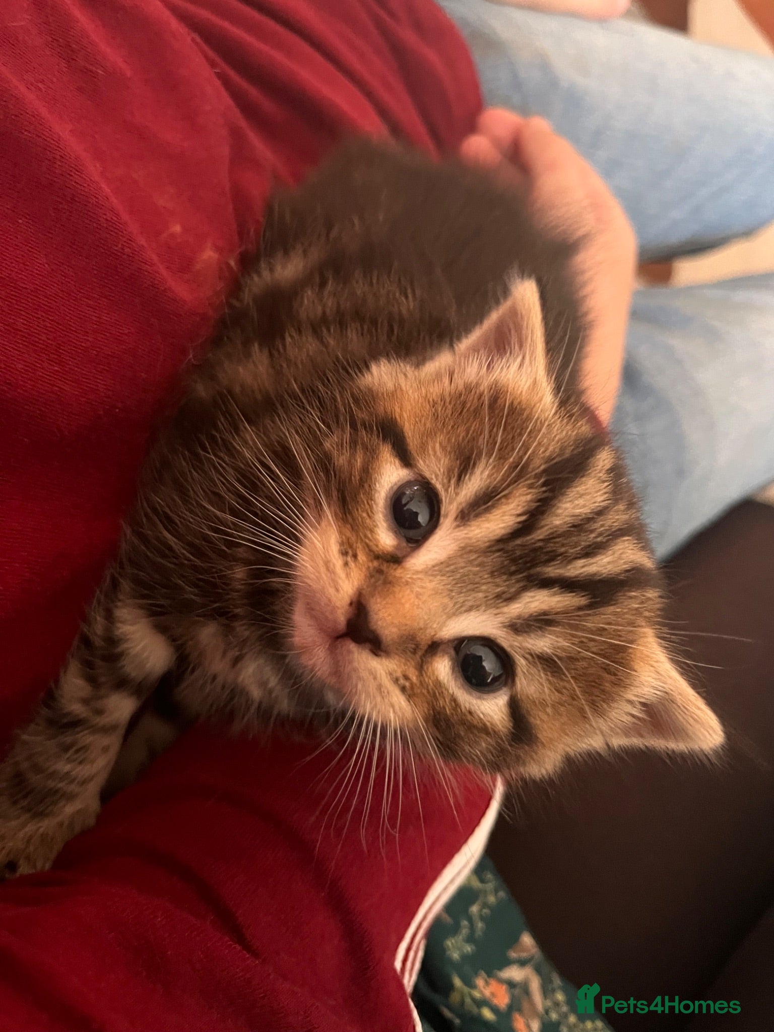 British Shorthair cats Two gorgeous kittens available now!  - Advert 16