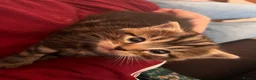 British Shorthair cats for sale: Two gorgeous kittens available now!  - Advert 1