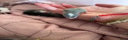 Rat rodents for sale: Beautiful siamese baby rats - Advert 11