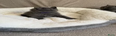 British Shorthair Kitten 3