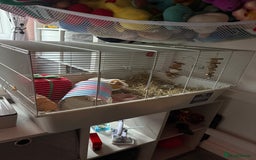 Guinea Pig rodents for sale: Guinea pig for rehoming - Image 2