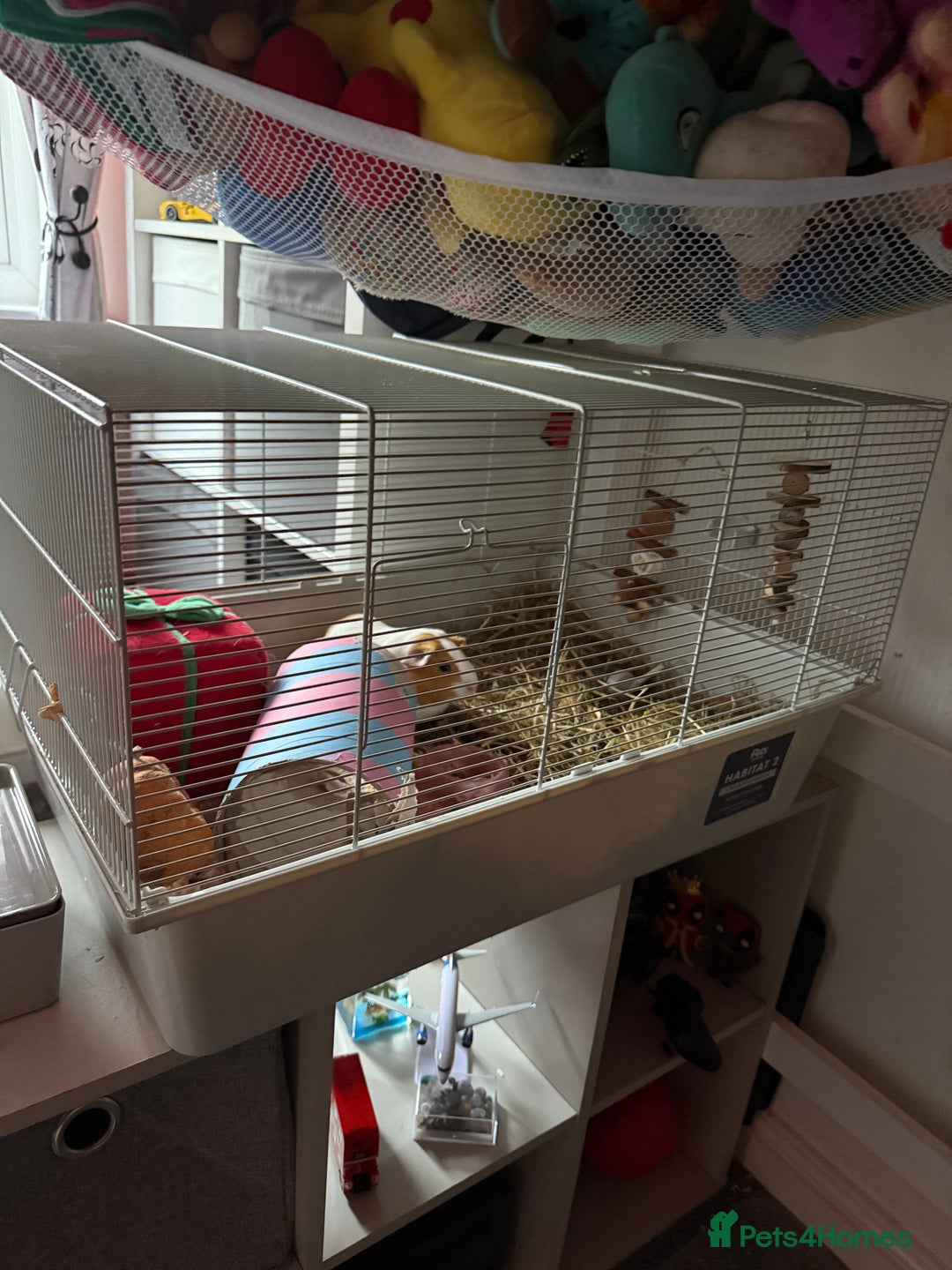 Guinea Pig rodents for sale: Guinea pig for rehoming - Image 2