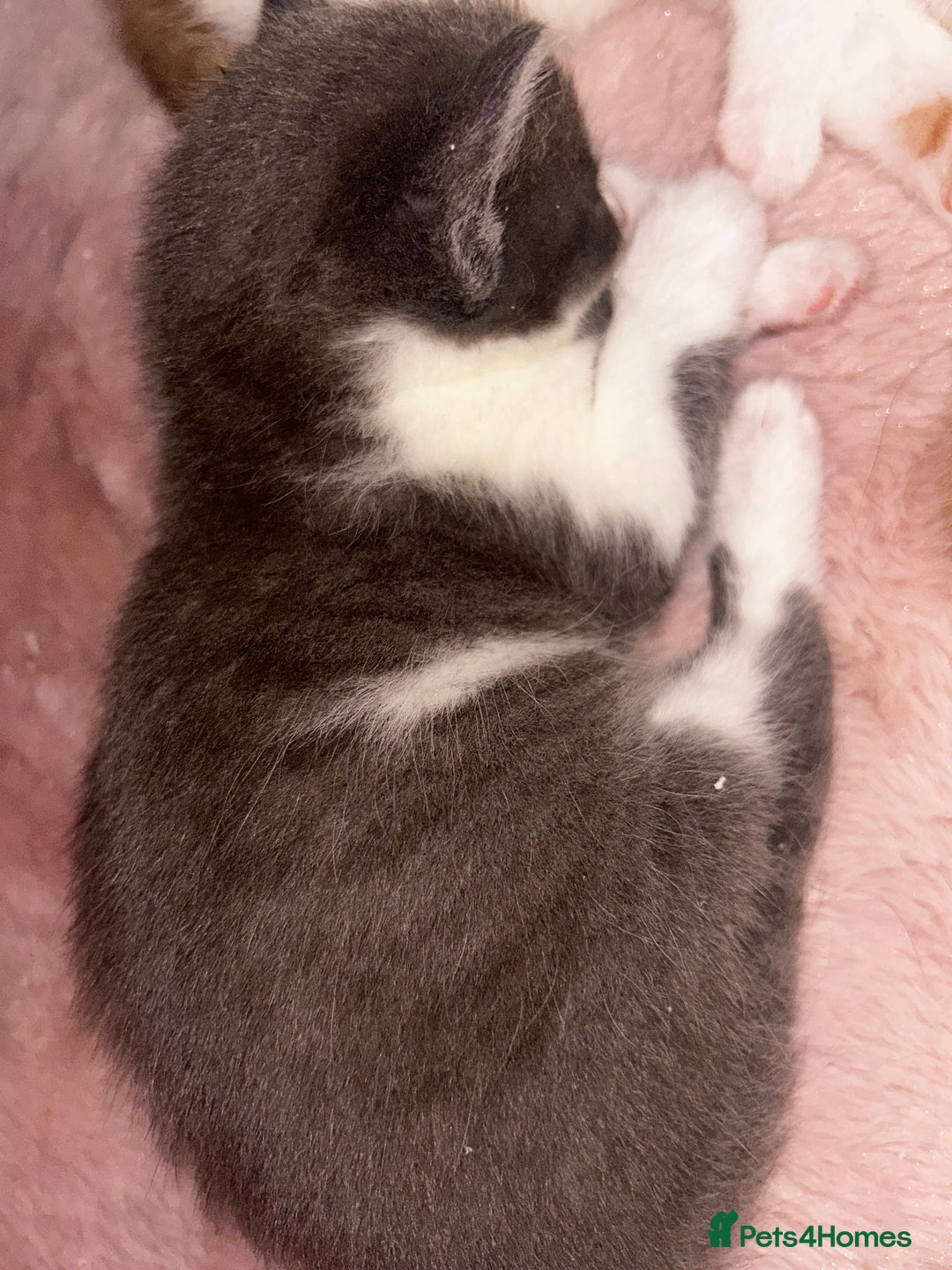 British Shorthair cats for sale: Four Adorable Kittens 🤍 - Advert 20