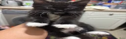 Mixed Breed cats for sale: Kitten for Sale - Advert 3