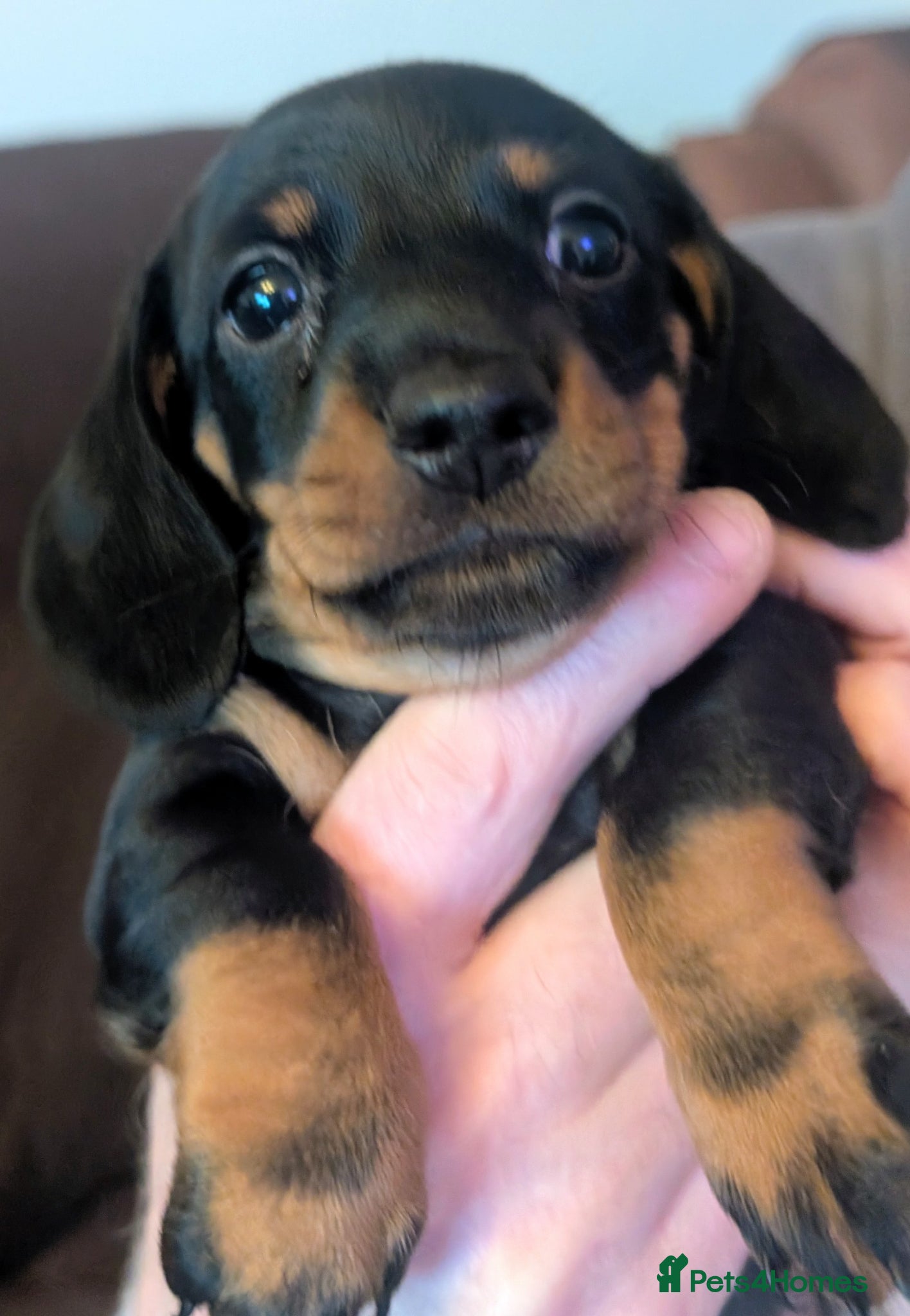 Miniature Dachshund dogs for sale: Adorable Miniature Dachshund Puppies Ready Now in Knottingley - Advert 15