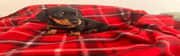 Miniature Dachshund dogs for sale: 🐾 miniature Dachshund 1 LEFT READY IN 2 WEEKS🐾 - Advert 2